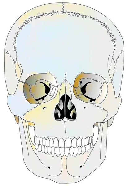 Cranial Correspondences Skeleton Viscera Adults — Stock Photo, Image