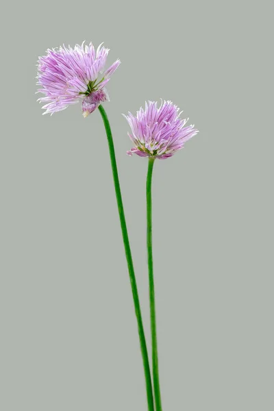 Chives Bloom Isolated Grey Background —  Fotos de Stock