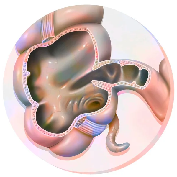 Anatomy Colon Cecum Appendix — Stock Photo, Image