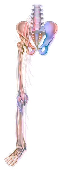 Анатомия Нервов Нижней Конечности Ноги — стоковое фото