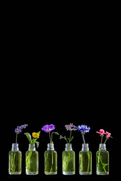 Different healing flowers in small glass bottles on wblackhite