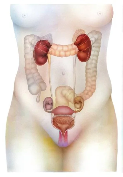 Anatomy Female Urogenital System Bladder Uterus — Stock fotografie