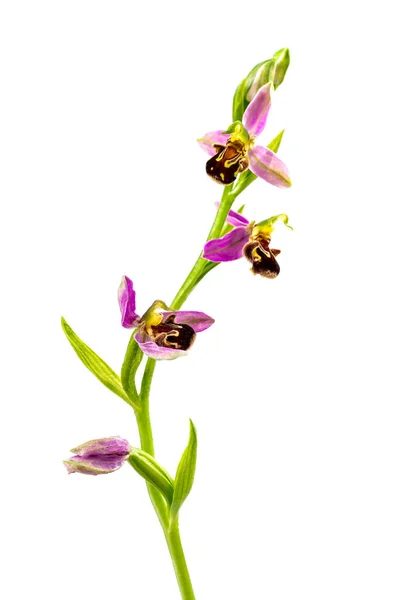 Orchid Sprig White Background — Stockfoto