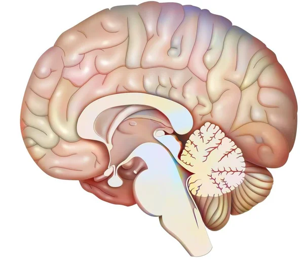 Διάμεση Οβελιαία Τομή Του Εγκεφάλου Παρεγκεφαλίδα Και Αρχή Του Εγκεφαλικού — Φωτογραφία Αρχείου