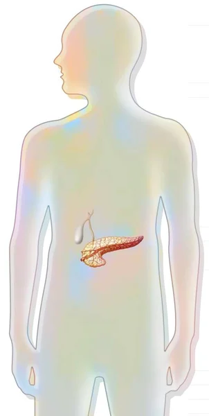 Pancreas Gallbladder Common Bile Pancreatic Ducts —  Fotos de Stock