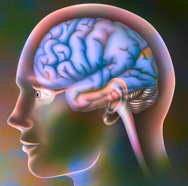 Візуальні Ділянки Мозку Черепі Людини — стокове фото