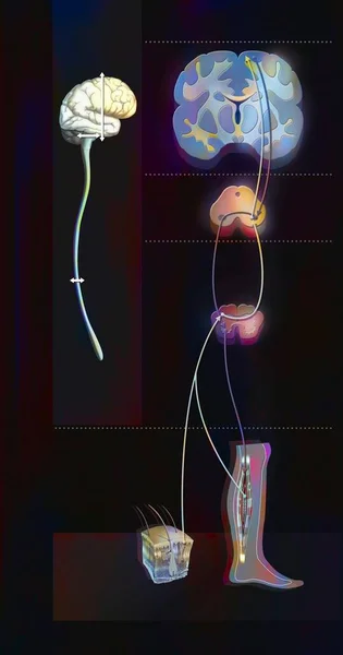 Sensorimotor loop: control of the brain to link sensations to motor reactions.