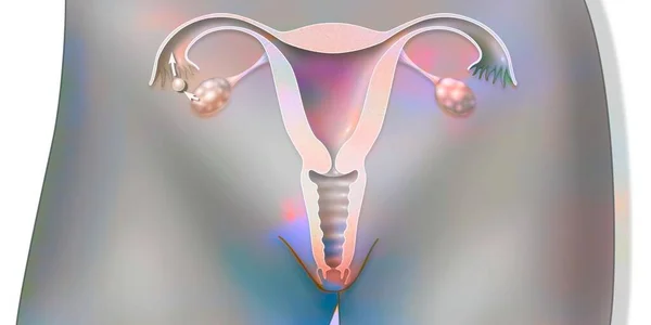 Anatomy Female Reproductive System Ovulation — Foto Stock