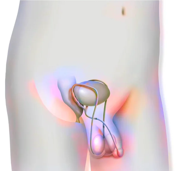 Pre Pubescent Boy Genitals Testes Vas Deferens Seminal Vesicles Urethra — Foto Stock