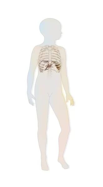 Location Spleen Rib Cage Liver Child Silhouette — Stok fotoğraf