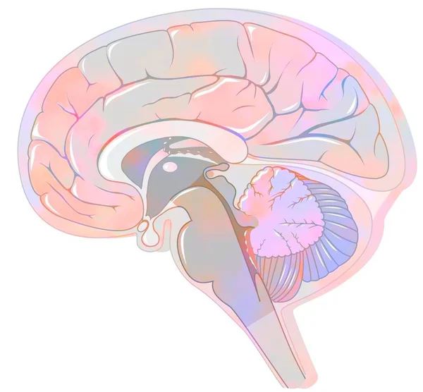 Сагітальна Ділянка Мозку Мозком Спинномозковою Рідиною — стокове фото