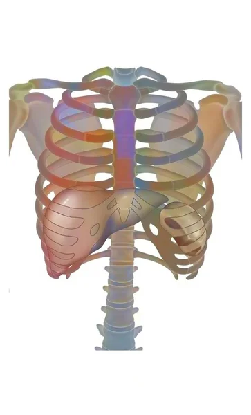 Thorax Rib Cage Ribs Sternum Liver Spleen — Stockfoto