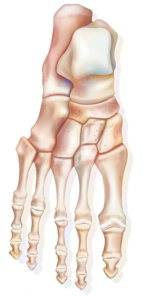Superior View Foot Different Bones Calcaneus Talus — Foto Stock