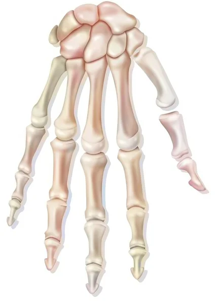 Bones Right Hand Dorsal View — Stock Photo, Image