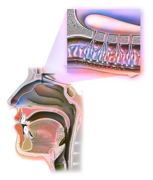 Smell: nose and nasopharynx and zoom on the organ of olfaction.