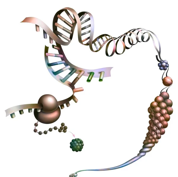 Detail Representing Synthesis Protein Messenger Rna — Foto de Stock
