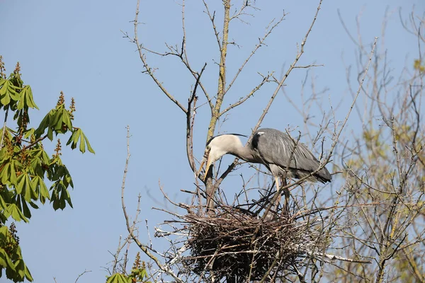 Gray Heron Park Paris Ile France France — Foto Stock