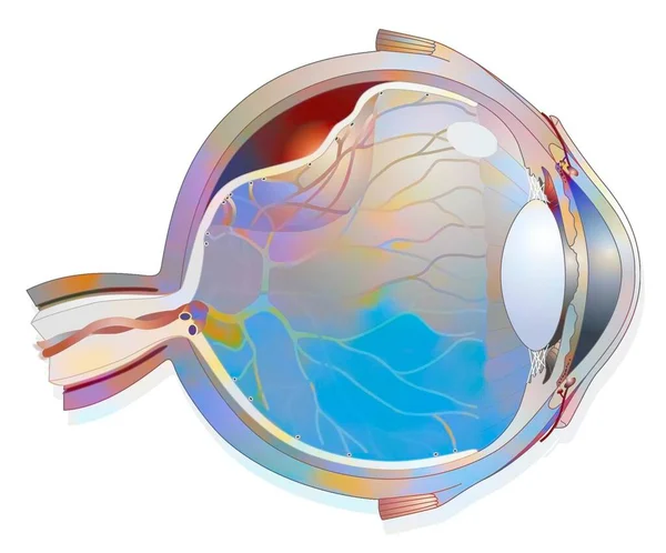 Eye Detachment Retina Which Detaches Underlying Choroid — Foto Stock