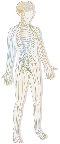 Silhouette Nervous System Consisting Central Peripheral System — Foto de Stock