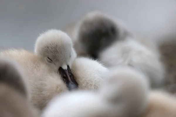 Mute Swan Park Paris Ile France France — 图库照片