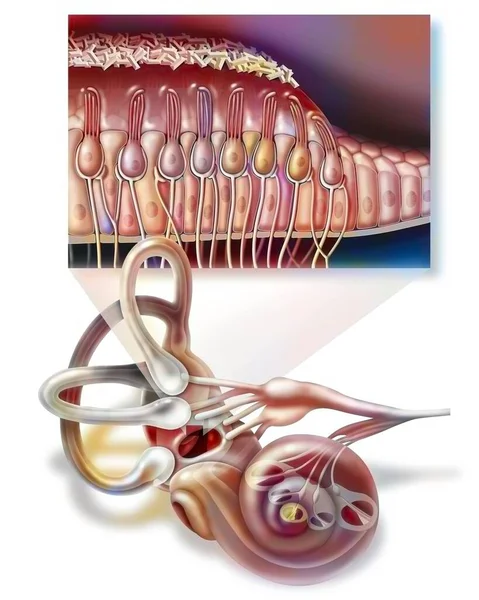 Inner ear and zoom on the macule (organ of static balance).