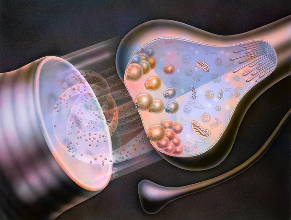 Synapse Nerve Impulse Releases Neurotransmitters Stimulate Next Nerve Cell — ストック写真