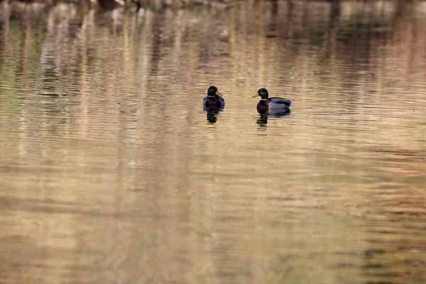 Mallard Duck Park Paris Ile France France — Foto de Stock