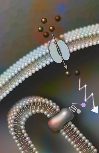 Phototransduction Operation Photoreceptor Night Vision — Foto de Stock