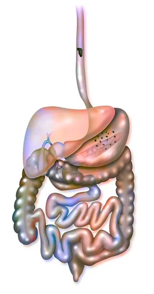 Digestive System Esophagus Stomach Duodenum Small Intestine — Stockfoto