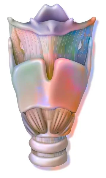 Larynx Anterior View Epiglottis Hyoid Bone Thyroid Cartilage —  Fotos de Stock