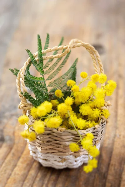 Branch Mimosa Basket Blue Rustic Background — Stock Photo, Image