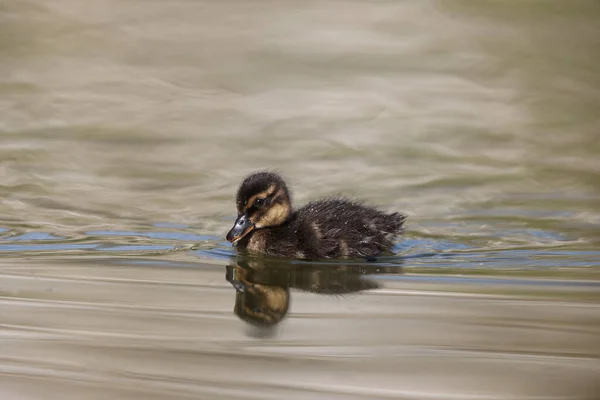 Mallard Duckling Park Paris Ile France France — Stock Fotó