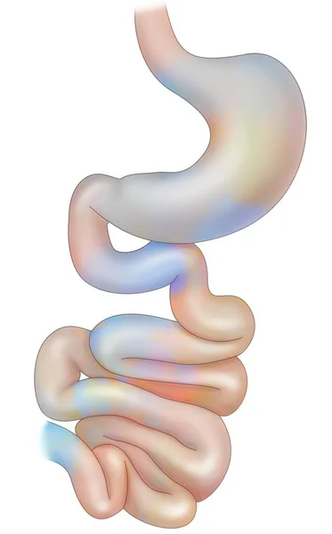 Digestive System Esophagus Stomach Duodenum Small Intestine — ストック写真