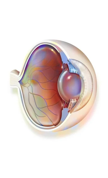 Anatomy Eye Lens Retinal Veins Arteries — Stock Photo, Image