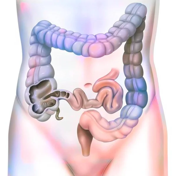 Digestive System Colon Large Intestine — 图库照片