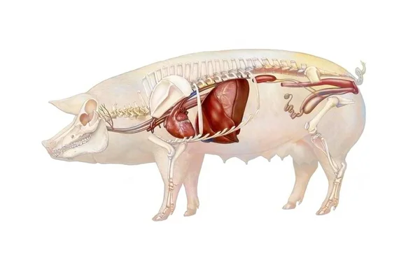 Anatomy Sow Showing Heart Skeleton Digestive System — Foto Stock