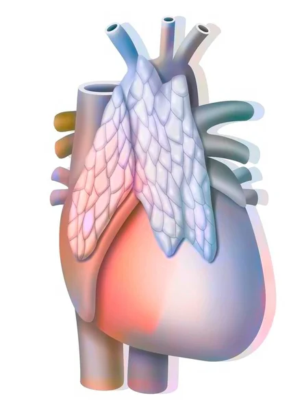 Thymus Endocrine Gland Located Front Heart — Photo