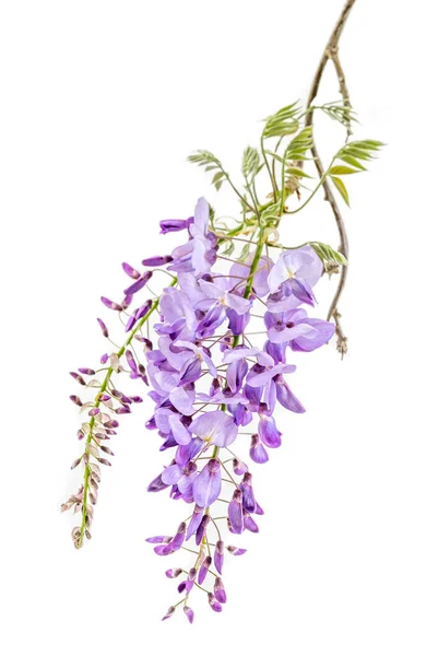 Close Wisteria Bloemen Geïsoleerd Een Witte Achtergrond — Stockfoto