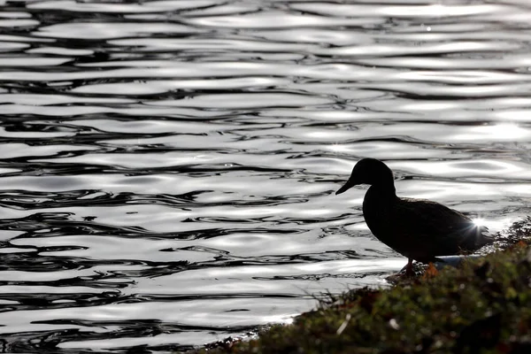 Mallard Duck Park Paris Ile France France — 图库照片