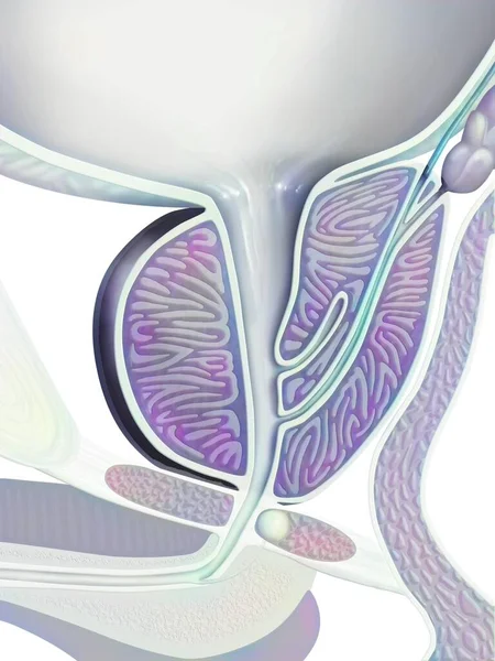 Located Level Bladder Prostate Surrounds Urethra Produce Secretions Contributing Formation — 图库照片