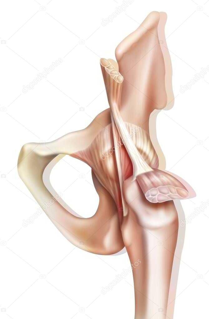 Anatomy of the coxofemoral (hip) joint with muscles, tendons. .