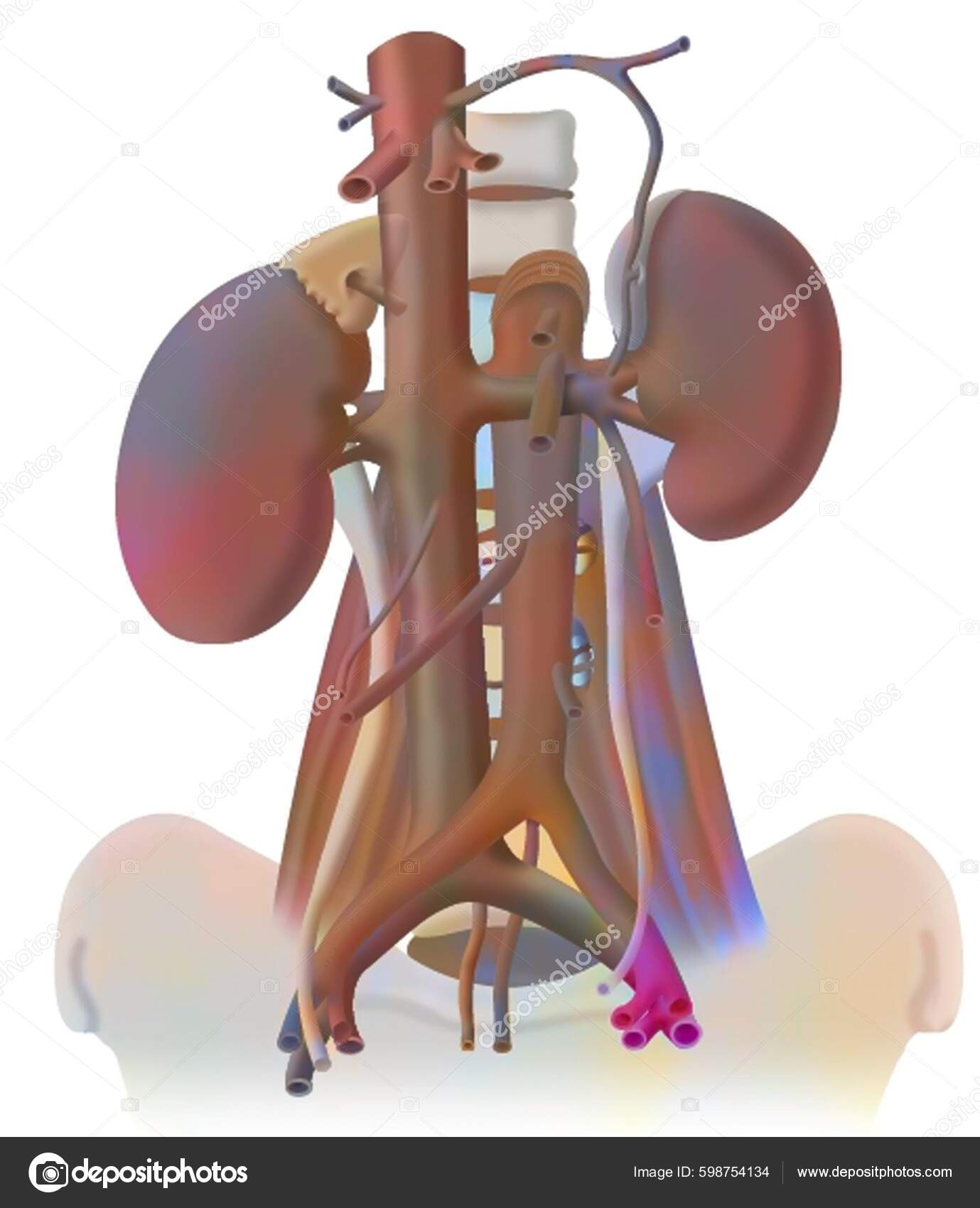 Anatomy Blood Supply Positioning Kidneys Body — Stockfoto