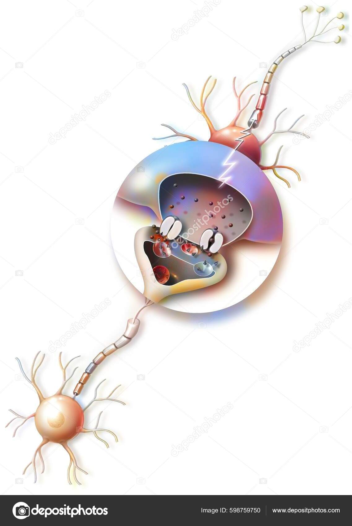 Transmission Nerve Impulses Zoom Synapse Stock Photo by ©imagepointfr