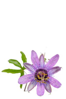 Close up of a purple passionflower flower isolated on a white background.