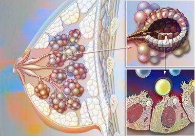Anatomy of the breast and the principle of lactation with a zoom on a lobule and an acinus in section.