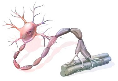 Motor neuron: neuron in contact with muscle fibers. clipart