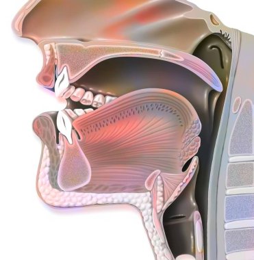Position of the mouth for the pronunciation of the 'A' in phonation.