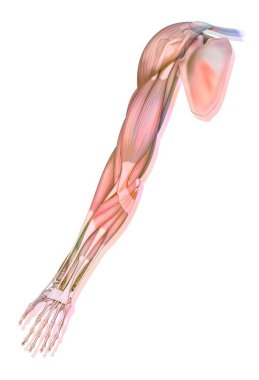 The muscles of the upper right limb in anterior view. clipart
