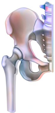 Bone system: hip joint (coxofemoral). clipart