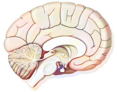 Mid sagittal section of the human brain showing the hypothalamus. .